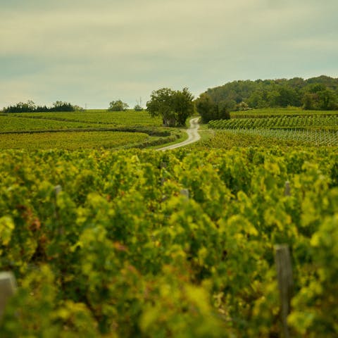 Stroll among Sancerre's scenic vineyards right on your doorstep