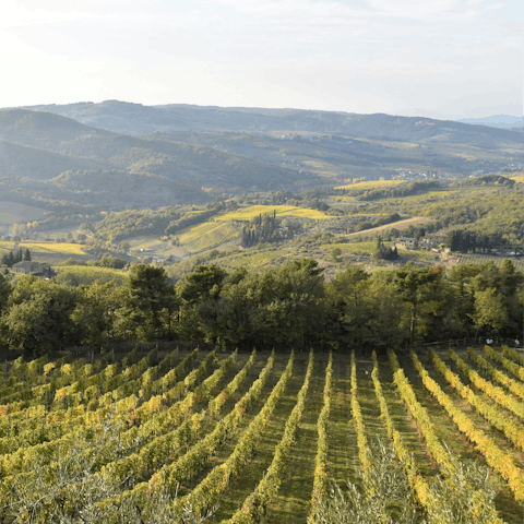 Take a memorable tour of one of the Chianti vineyards nearby