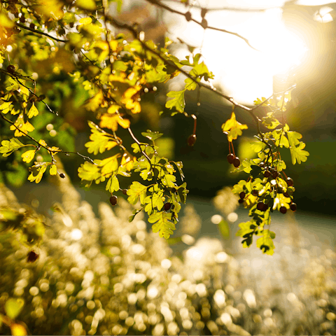 Explore the surrounding Suffolk countryside 