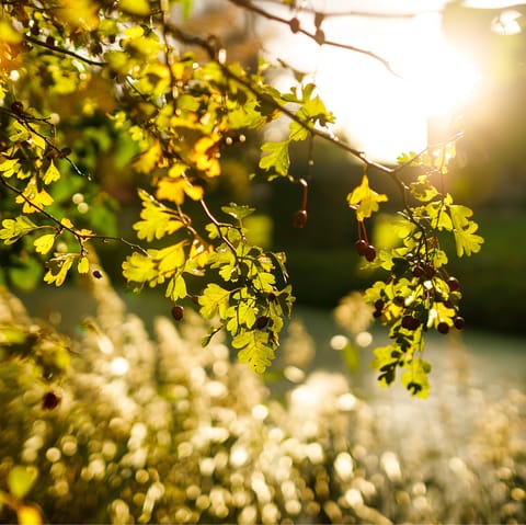 Explore the surrounding Suffolk countryside