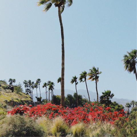 Make morning hikes in the Palm Spring hills the new routine