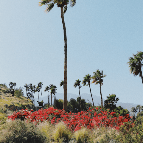 Make morning hikes in the Palm Spring hills the new routine