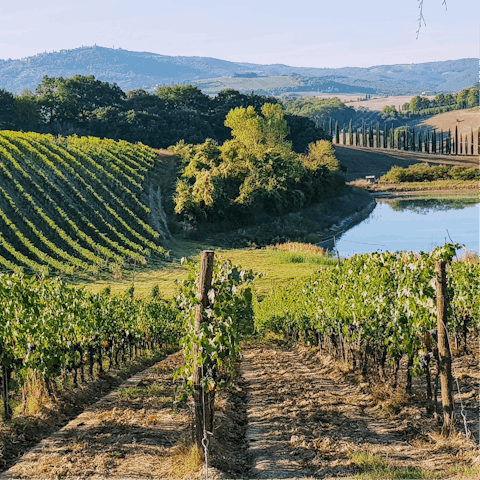 Explore the home of some of Italy's finest wines