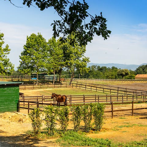 Make friends with the horses in the neighbouring paddock