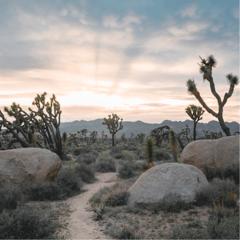 Enjoy the spectacular natural beauty of the Joshua Tree Park