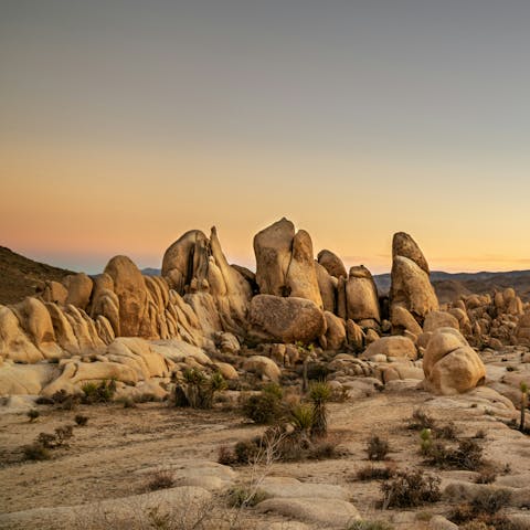 Discover the magic of Joshua Tree, a forty-five minute drive away