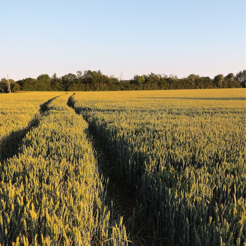 Head out and explore the beautiful Suffolk countryside