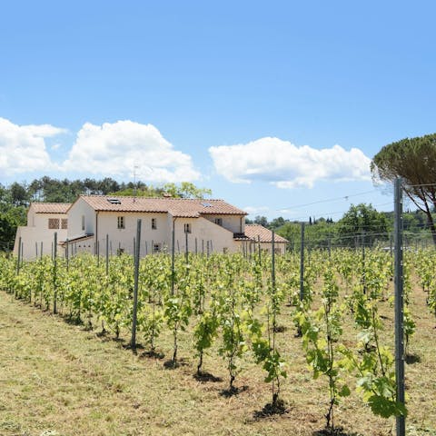 Admire the views over the vineyards