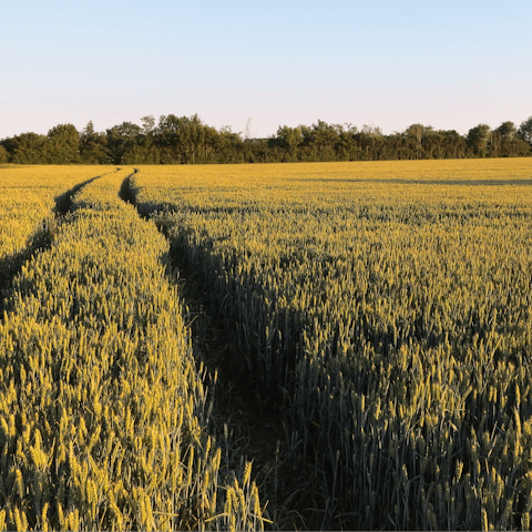 Go for a walk in the Essex countryside on your doorstep