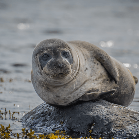 Take a seal tour from Blakeney Point, a short drive away