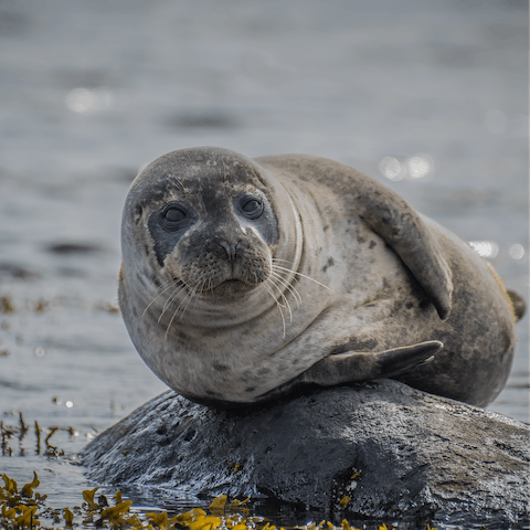 Take a seal tour from Blakeney Point, a short drive away