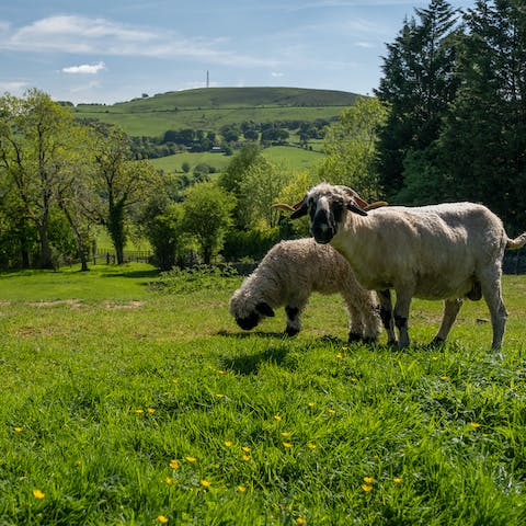 Say good morning to the sheep that graze in the neighbouring field