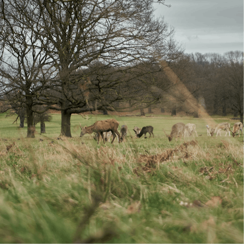 Enjoy brisk walks in the nearby parklands, Wimbledon Common is just a fourteen-minute walk, and Richmond a little further