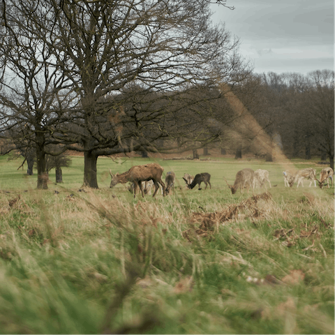 Enjoy brisk walks in the nearby parklands, Wimbledon Common is just a fourteen-minute walk, and Richmond a little further