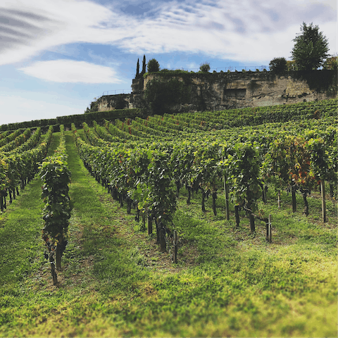 Sample outstanding local tipples on a wine tasting tour of the region