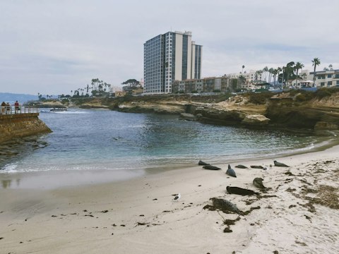 Spot sea lions at scenic La Jolla Cove, a twenty-minute drive
