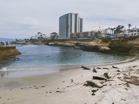 Spot sea lions at scenic La Jolla Cove, a twenty-minute drive