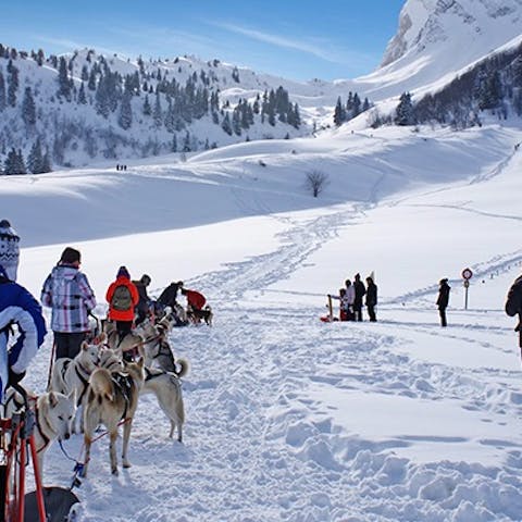 Enjoy the adrenaline rush of dog sledding