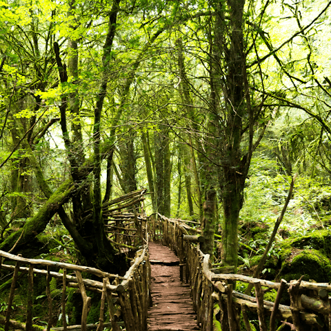 Explore the enchanting Forest of Dean on foot or by car