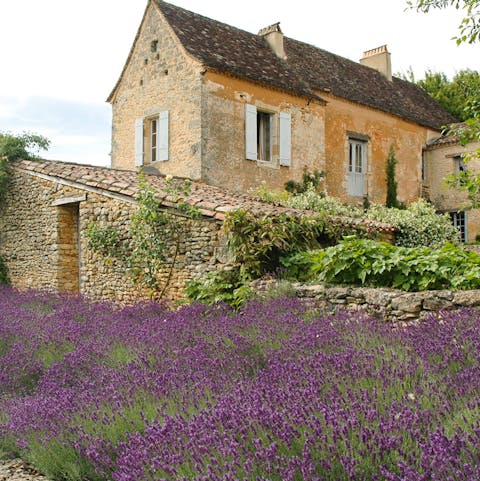 Lawns of French lavender
