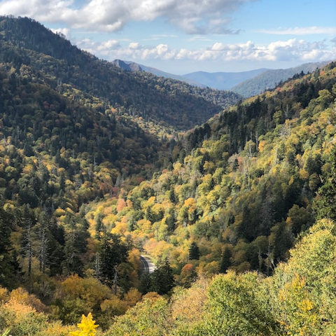 Explore over 800 miles of hiking trails in the Great Smoky Mountains National Park