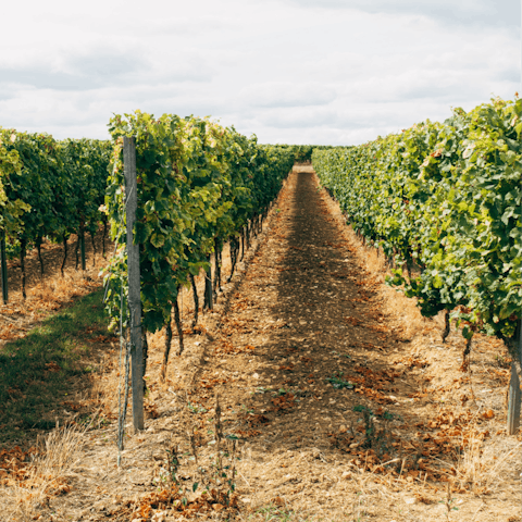 Enjoy free wine tasting in nearby Paso Robles, a forty minute drive away – courtesy of your host, a member of Pianetta Winery