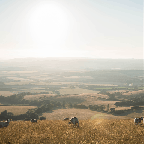 Witness scenes across the rolling fields of the Isle of Wight Area of Outstanding Natural Beauty