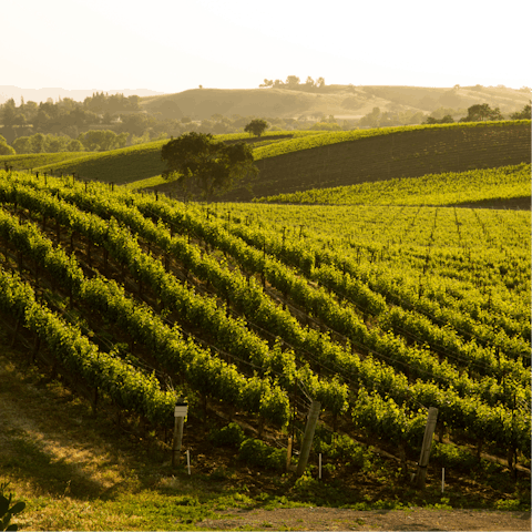 Go wine tasting in the Santa Ynez Valley