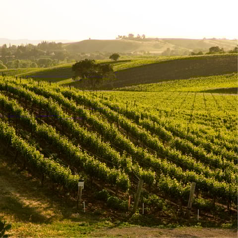 Go wine tasting in the Santa Ynez Valley