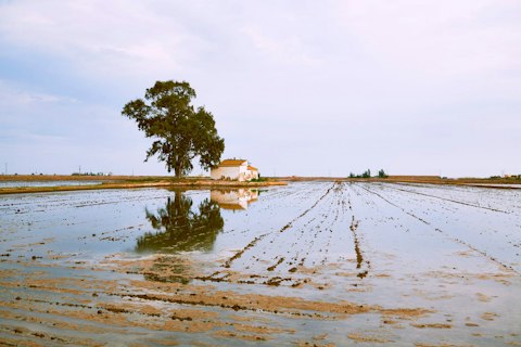 Explore Comporta's iconic golden rice paddies, a landscape unlike anywhere else in Europe