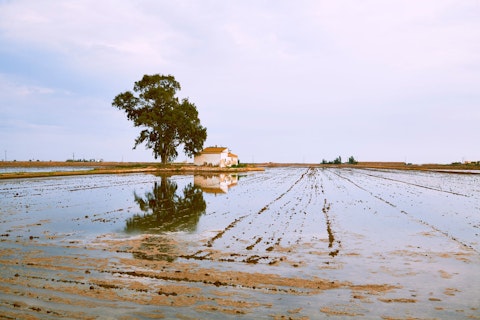 Explore Comporta's iconic golden rice paddies, a landscape unlike anywhere else in Europe