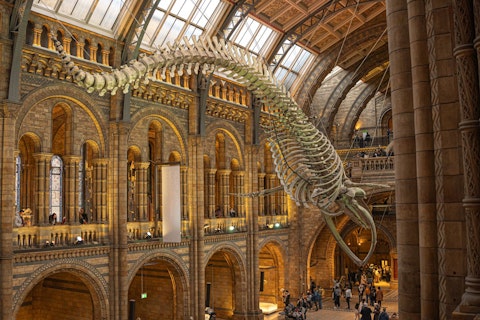 Visit the Natural History Museum, a grand Victorian masterpiece a short walk away