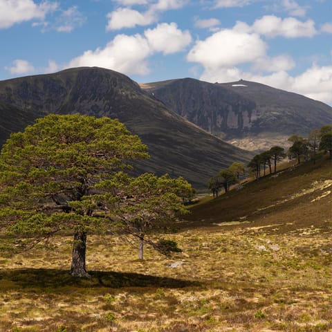 Explore the wilds of Cairngorms National Park – within driving distance