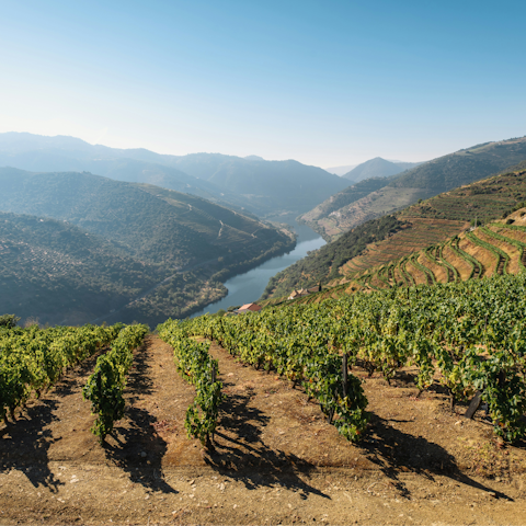 Explore the many wineries of the Douro Valley