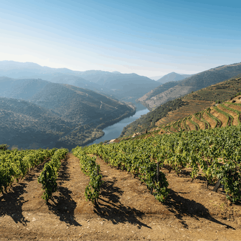 Explore the many wineries of the Douro Valley