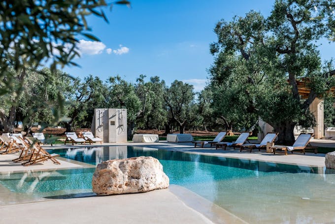 Olive Tree Paradise