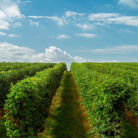 Treat yourself to a tour of local Tuscan vineyards