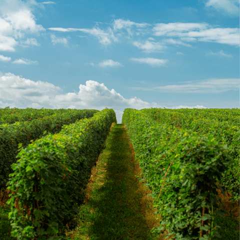 Treat yourself to a tour of local Tuscan vineyards