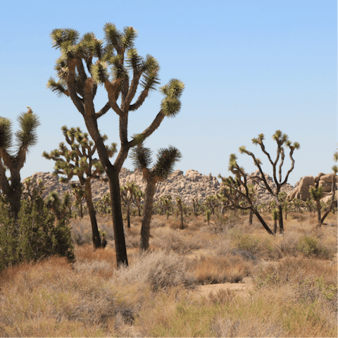 Explore Coachella Valley Preserve, or the nearby national parks