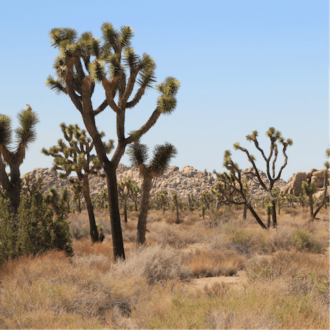 Explore Coachella Valley Preserve, or the nearby national parks