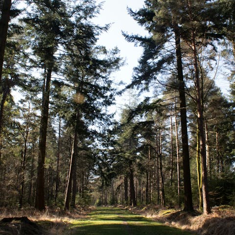 Experience the beauty of the New Forest – a short drive away