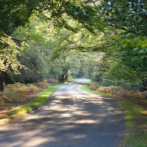 Make the most of your location at the heart of the New Forest