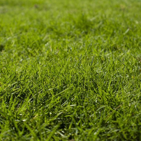 Unwind with a furry friend in the private garden