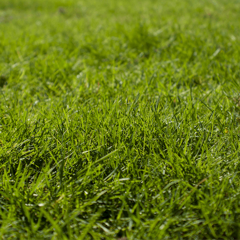 Unwind with a furry friend in the private garden