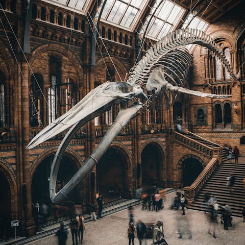 Walk fifteen minutes to the Natural History Museum