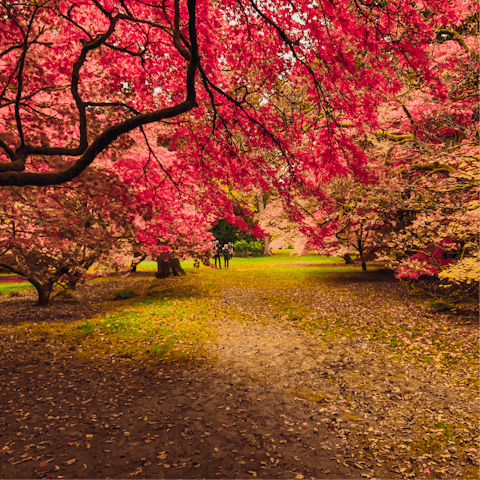 Hop in the car to visit Westonbirt, The National Arboretum