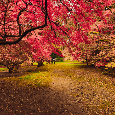 Hop in the car to visit Westonbirt, The National Arboretum
