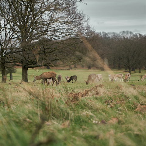 Spot free-roaming fallow deer in nearby Richmond Park