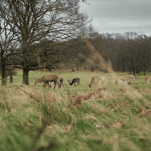 Spot free-roaming fallow deer in nearby Richmond Park