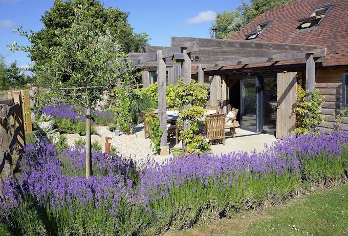 Scented Lavender